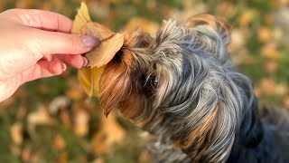 Наш аэропорт ✈️ улетела на уикенд в Саскатун/ золотая осень 🍁🍂 #жизньвканаде