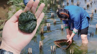 青苔也能吃？回家煮着吃比海棠还脆，美味又营养