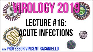 Virology Lectures 2019 #16: Acute Infections