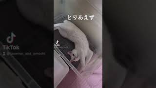 かくれんぼが大好きおもち君　#おもち君 #tiktok #猫 #猫のいる暮らし #猫好きさんと繋がりたい