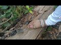 village girl in rain forest in search of rare medicinal plant☘️