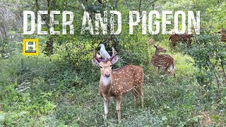 Deer 🦌 and pigeon #youtube #wildlife #youtubevideo #@heavenlynature-ct7xg