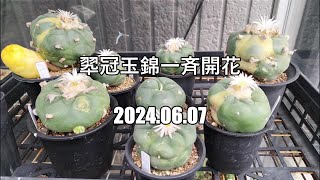 翆冠玉錦一斉開花　2024 06 07