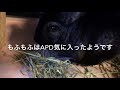 チンチラのコロナ対策 チモシー比較apd1番刈 vsチャーム