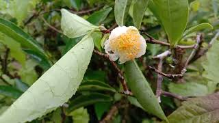 Tea Flower // চা গাছের ফুল😍😍😍