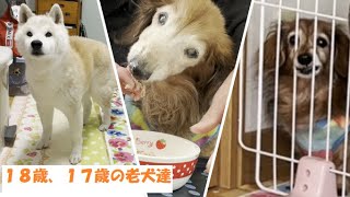 缶詰も食べにくくなった老犬のご飯を食べる様子と老犬達のみんなの様子【ミニチュアダックス】【カニンヘンダックス】【柴犬】