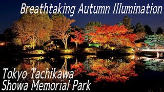 Tokyo Nightwalk Fall Foliage Light-Up at Showa Memorial Park 昭和記念公園(東京-西立川) 紅葉ライトアップの幻想的な世界 2024-11