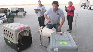 Hurricane Ian relief: Shelter animals arrive in Northeast Ohio