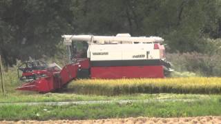 Rijst dorsen Rice harvest 稲刈