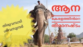 തിരുവമ്പാടി ശിവസുന്ദർ | Thiruvambadi Shivasundar |  ആന കേരളത്തിൻറെ തീരാനഷ്ടം | Sahyaputhran |