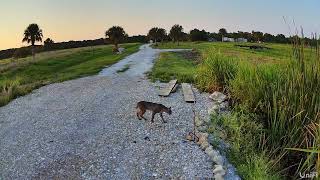 Bobcat crossing Indian River County Florida 5-26-24