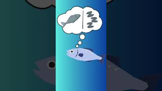 මාළු නිදාගන්නව දැකල තියනවද? - How Do Fish Sleep? 🐟🤔