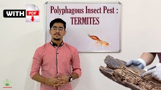 Polyphagous insect pests: TERMITES  ENTO. 311