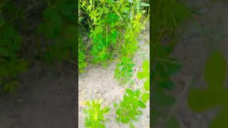 Jangle #plant like share subscribe