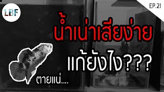 วิธีแก้น้ำเน่าเสียง่ายในการเลี้ยงปลากัด | เต้ย ปลากัด Ep 21