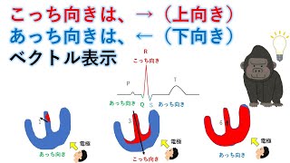 心電図：暗記からの卒業 第 14話　電流をベクトルで表現