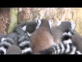 Lemur Ring-tailed cuddle | Madagascar | Africa