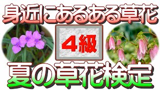 本物の実写動画つき！夏の草花検定４級！【草花初心者大歓迎】主に夏頃に咲く花から選んだ１０種類を、初心者向けの５級から徐々に難しくなり、植物博士級の１級まであります。草花の名前を知りたい人必見です。