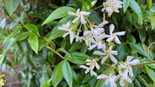 Growing Star Jasmin (Trachleospermum) in the UK and other cold climates