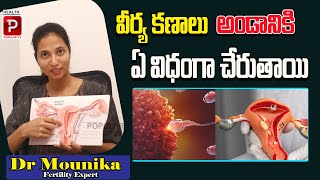 కణాలు ఇలా అండానికి చేరితేనే | How Sperm Meets Egg | Dr Mounica Fertility consultant and expert