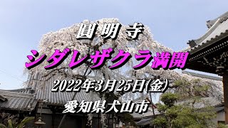 2022.3.25(金) 犬山城下町『圓明寺シダレザクラ満開』で、今年も綺麗です！【愛知県犬山市】