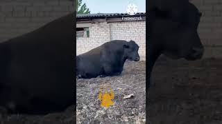 Самый большой мощный Бык 🐃весом 1000кг