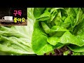 비싼 채소들인데 키우기쉬운 6품종 고급요리에 사용되는 맛이 독특한 최고의 작물 3월 텃밭에 꼭 심어야할 봄나물 친환경텃밭만들기 무농약 주말농장 건강 시골 허브 귀농 귀촌 전원생활