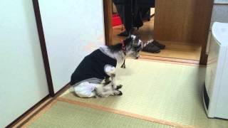 ミニヤギうしお ヒーターの前でくつろぐ