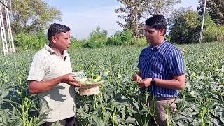 #mahyco #okra #reeta #new launch #bhindi #रीता #भिंडी #Farmer video testimonial #गुजरात #व्यारा#सुरत