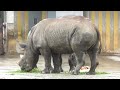 【日立市立かみね動物園へ】ヒガシクロサイのフー君のお別れ会☆彡とべ動物園