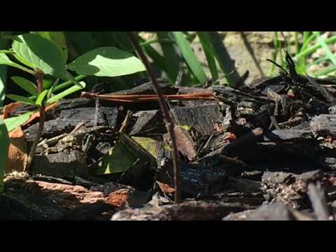 Baby Red Eared Slider In The Garden Baby Red Eared Slider In The Garden