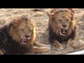 【ライオン】歩くのが辛そうなジャンプ　多摩動物公園【lion】tama zoological park