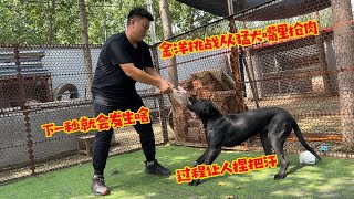 金洋挑战从猛犬嘴里抢肉，下一秒会发生啥？过程让人捏把汗