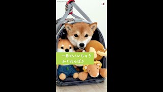 ぬいぐるみに隠れて柴犬ちゃんがかくれんぼ。