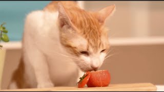 哞哞番茄，蛋捲超愛吃蕃茄？！【貓副食食譜】好味貓廚房EP11
