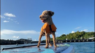 [VLOG]台灣小琉球寵物友善推薦民宿小吃攤酒吧-Escape from Taiwan to lambai island with my dog