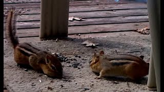 What Are Chipmunks Like as Pets - Do Chipmunks Hibernate - Life with Steve and Shannon Anderson