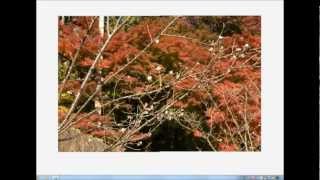 飯山観音(神奈川県厚木市)周辺散策 2012.11.25