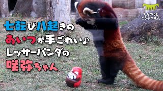 【天王寺動物園】七転び八起きのダルマが手ごわい♪レッサーパンダの咲弥ちゃん [Tennouji Zoo] Red panda, Sakuya