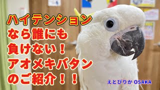 【えとぴりかOSAKA】第二弾！超陽気な白色オウムのご紹介！【アオメキバタン】