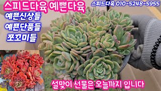 25.1.31 🌹자구 풍성한 덴트라잼군생 퍼플브릿지 라피네철화 아미스타 매직쨈골드, 쪼꼬미들🌹 갓성비 수입분 신상휘경분🌹스피드다육 010-5248-5955 전국택배가능유료광고포함