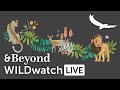 WILDwatch Live | 23 August, 2021 | Afternoon Safari | South Africa