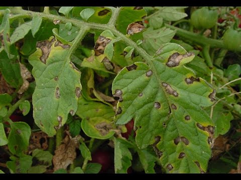 Identifying and Treating Early Blight on Tomato Plants Identifying and Treating Early Blight on Tomato Plants