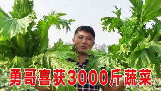 勇哥喜获3000多斤蔬菜，一家人高兴收割，弄一些晚上给家人炒菜吃！【乡野勇哥】