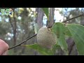 this is a giant ant nest