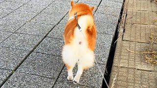 The fluff on Shibe's hind legs have started to bloom a little earlier than the cherry blossoms.