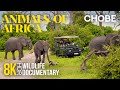 8K HDR Amazing African Wildlife - Episode 8 | Animal Documentary about Chobe National Park, Botswana