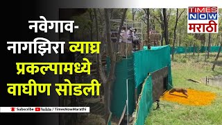 Navegaon Nagzira Tiger| नवेगाव-नागझिरा व्याघ्र प्रकल्पामध्ये वाघीण सोडली, वन विभागाचा अभिनव प्रयोग