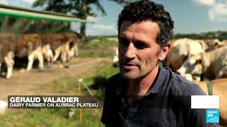 France's Aubrac plateau, a paradise for cattle farmers and perfumers • FRANCE 24 English