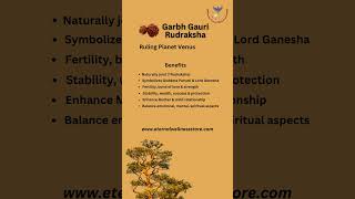 Rudraksha Series Garbh Gauri Rudraksha #astrology #mukhirudraksha #shiva #sacredbeads  #rudraksha